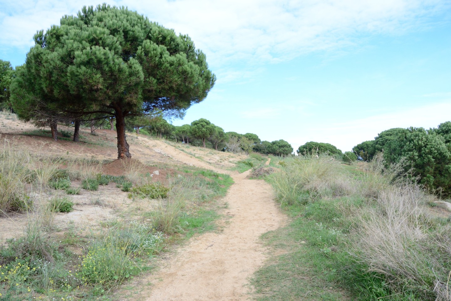 Pla de millora urbana (PMU) i Projecte de reparcel·lació al sector La Pineda de Cabrera de Mar, al Maresme Pere Serra Arquitectura. Pla de millora urbana (PMU) i Projecte de reparcel·lació al sector La Pineda de Cabrera de Mar, al Maresme.